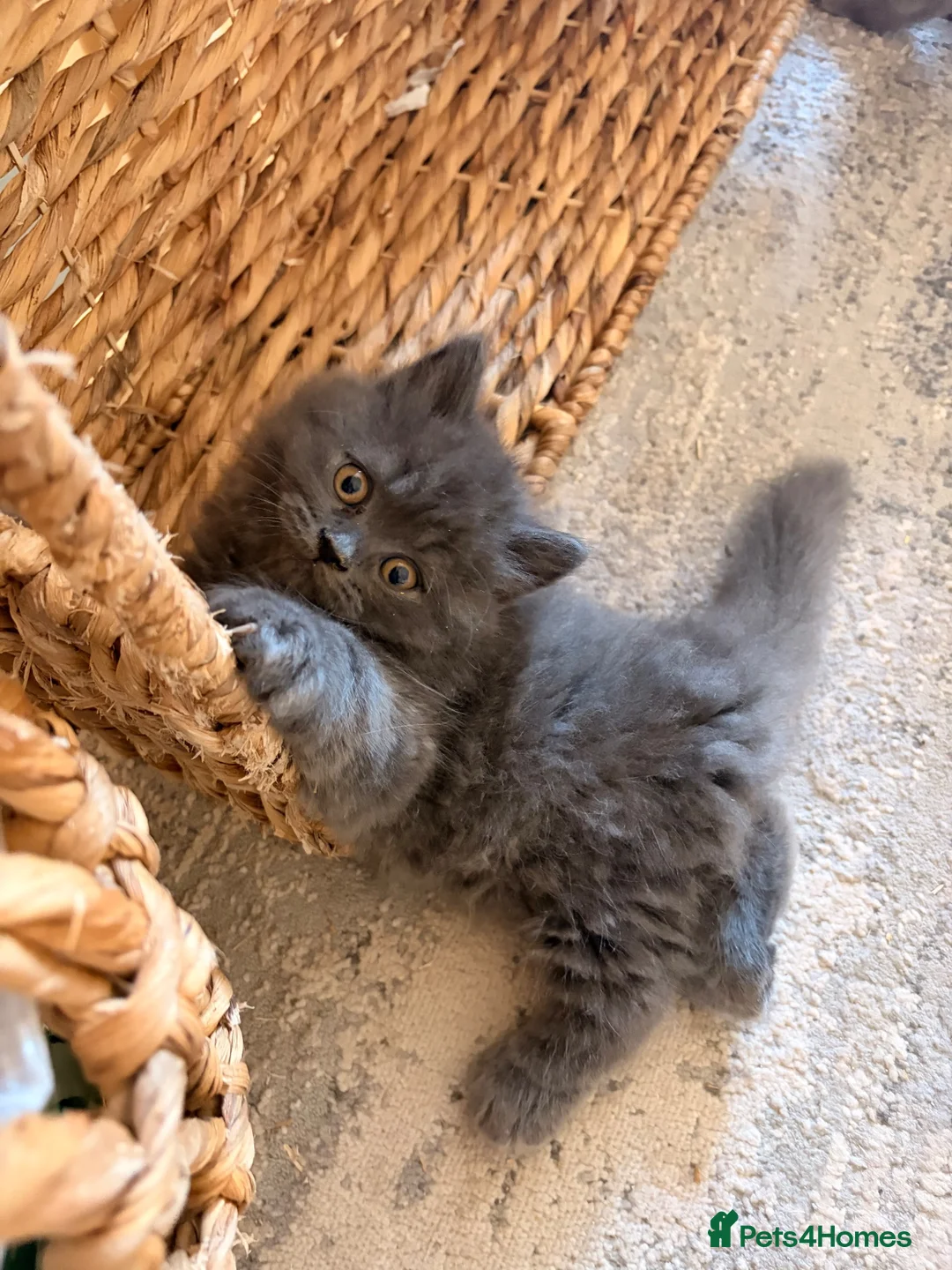 British Shorthair cats for sale: British shorthair kittens for sale  - Advert 2