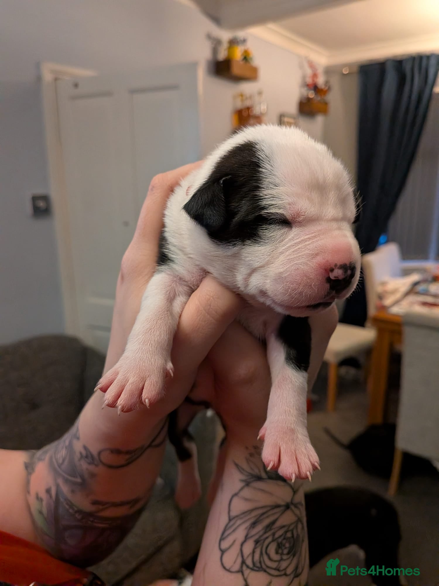 Mixed Breed dogs Borador bully puppies for sale  - Advert 17