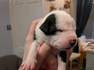 Mixed Breed dogs Borador bully puppies for sale - Advert 17