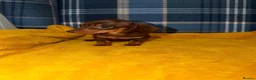Miniature Dachshund dogs for sale: Stunning Mini Dachshund Puppies READY NOW - Advert 3