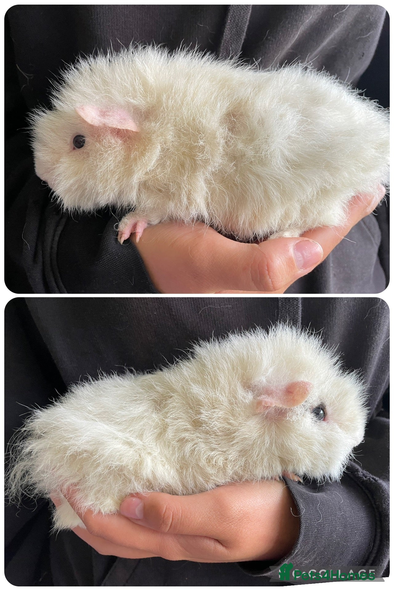 Guinea Pig rodents Baby boar guinea pigs  - Advert 2