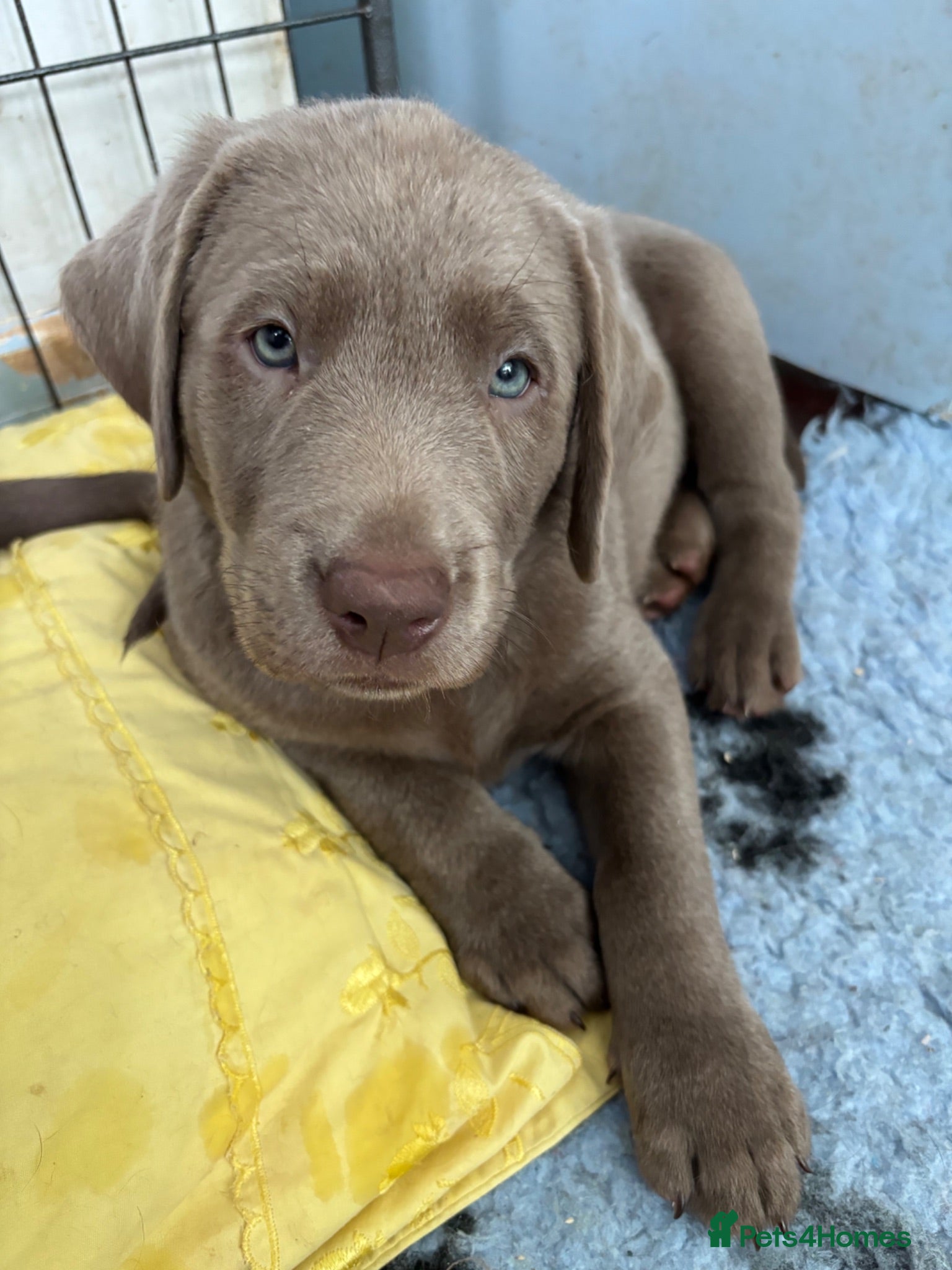 Labrador Retriever dogs *ONLY 3 LEFT* Gorgeous Silver Labrador Puppies! - Advert 1