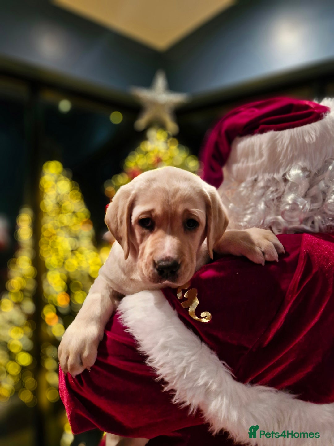 Labrador Retriever dogs for sale: Only 1 female left - Advert 9