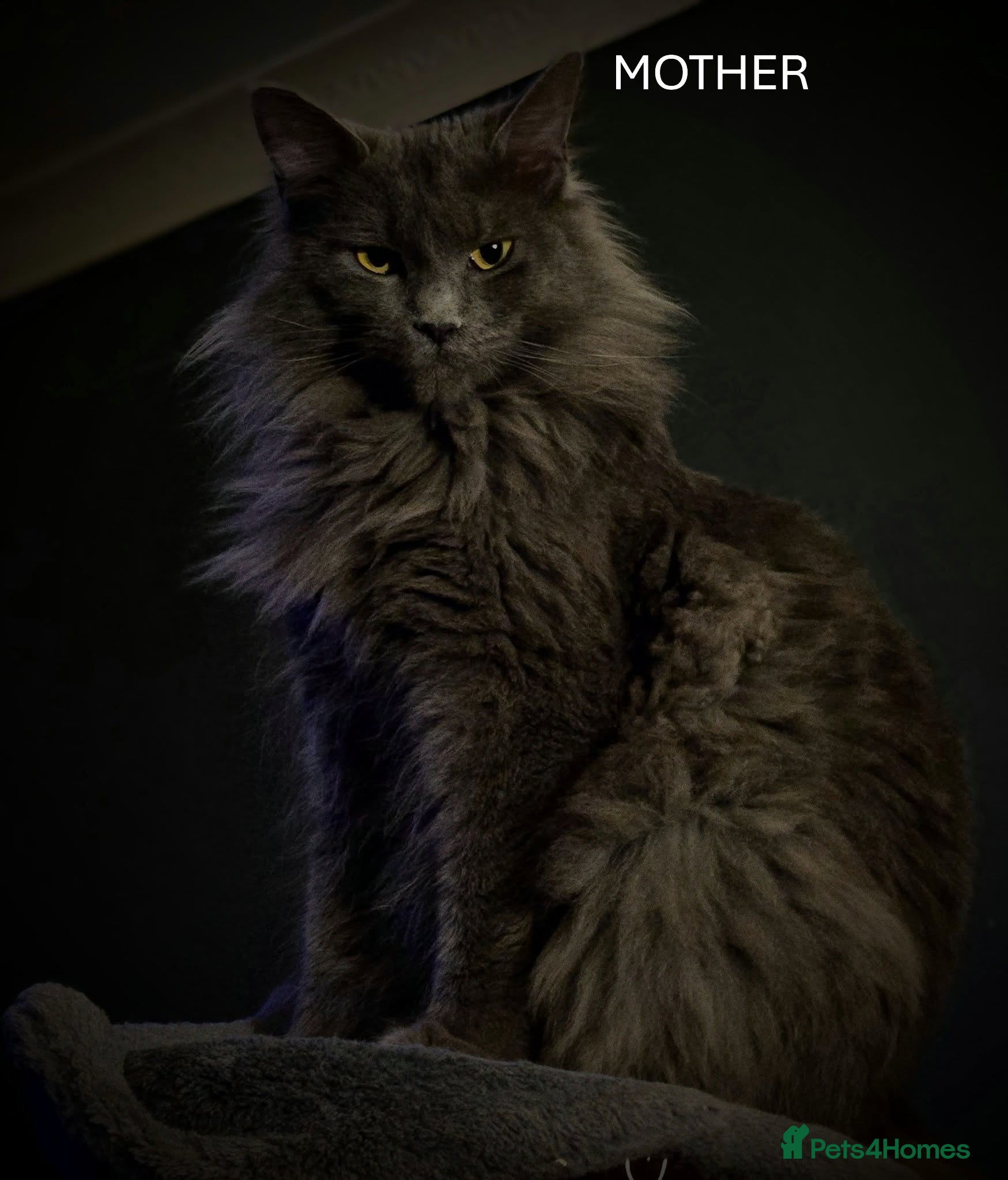 Maine Coon cats GCCF Blue Maine Coon litter  - Advert 11