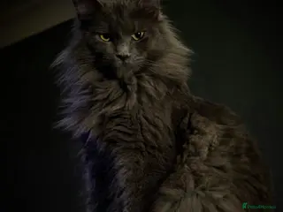 Maine Coon cats GCCF Blue Maine Coon litter - Advert 11