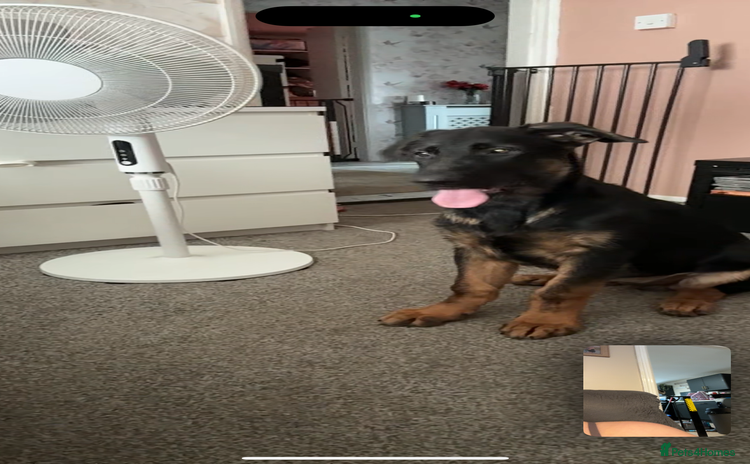German Shepherd dogs - Advert 9