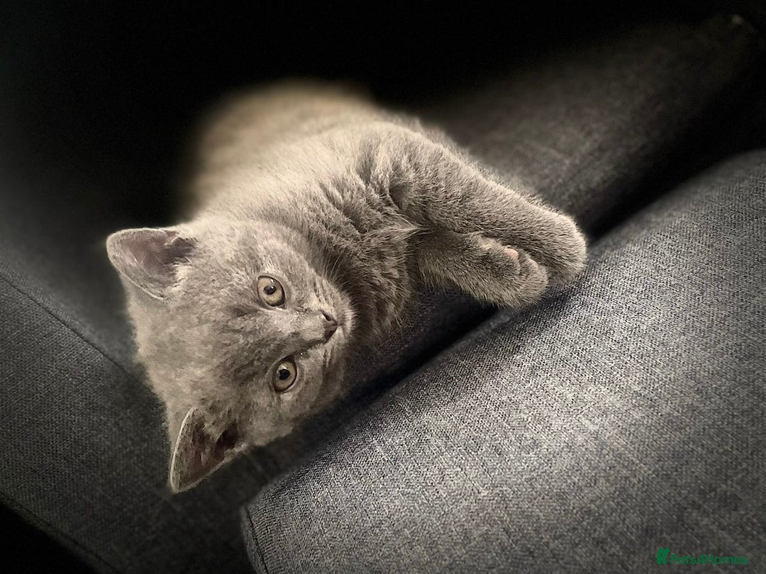 British Shorthair cats for sale: 3 Gorgeous BSH kittens looking to be rehomed. - Image 6