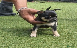 Chihuahua dogs for sale: 2 beautiful boys for sale  in Loughborough - Image 11