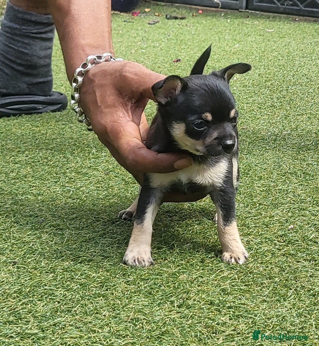 Chihuahua dogs for sale: 2 beautiful boys for sale  in Loughborough - Image 11