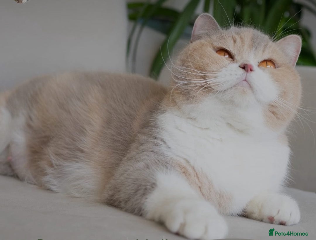 British Shorthair cats for sale: Two lovely boys left  - Advert 12