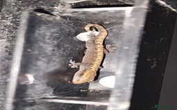 Gecko reptiles for sale: Mourning Gecko hatchlings. - Image 4