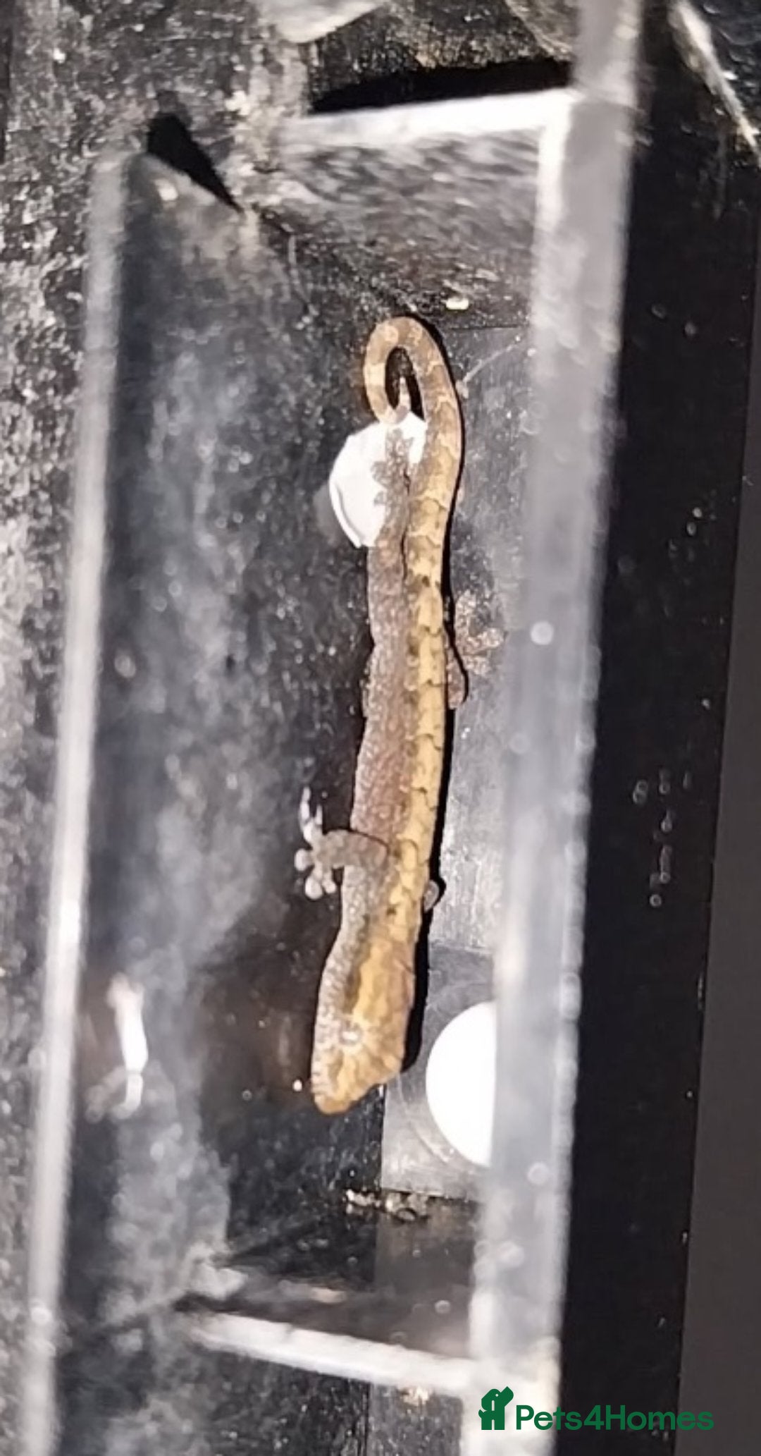 Gecko reptiles for sale: Mourning Gecko hatchlings. - Image 4