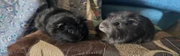 Guinea Pig rodents for sale: Pet boars  - Advert 2