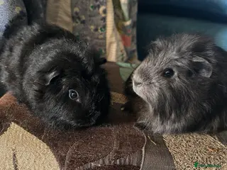 Guinea Pig rodents Pet boars, 1 Black and 1 Blue - Advert 2