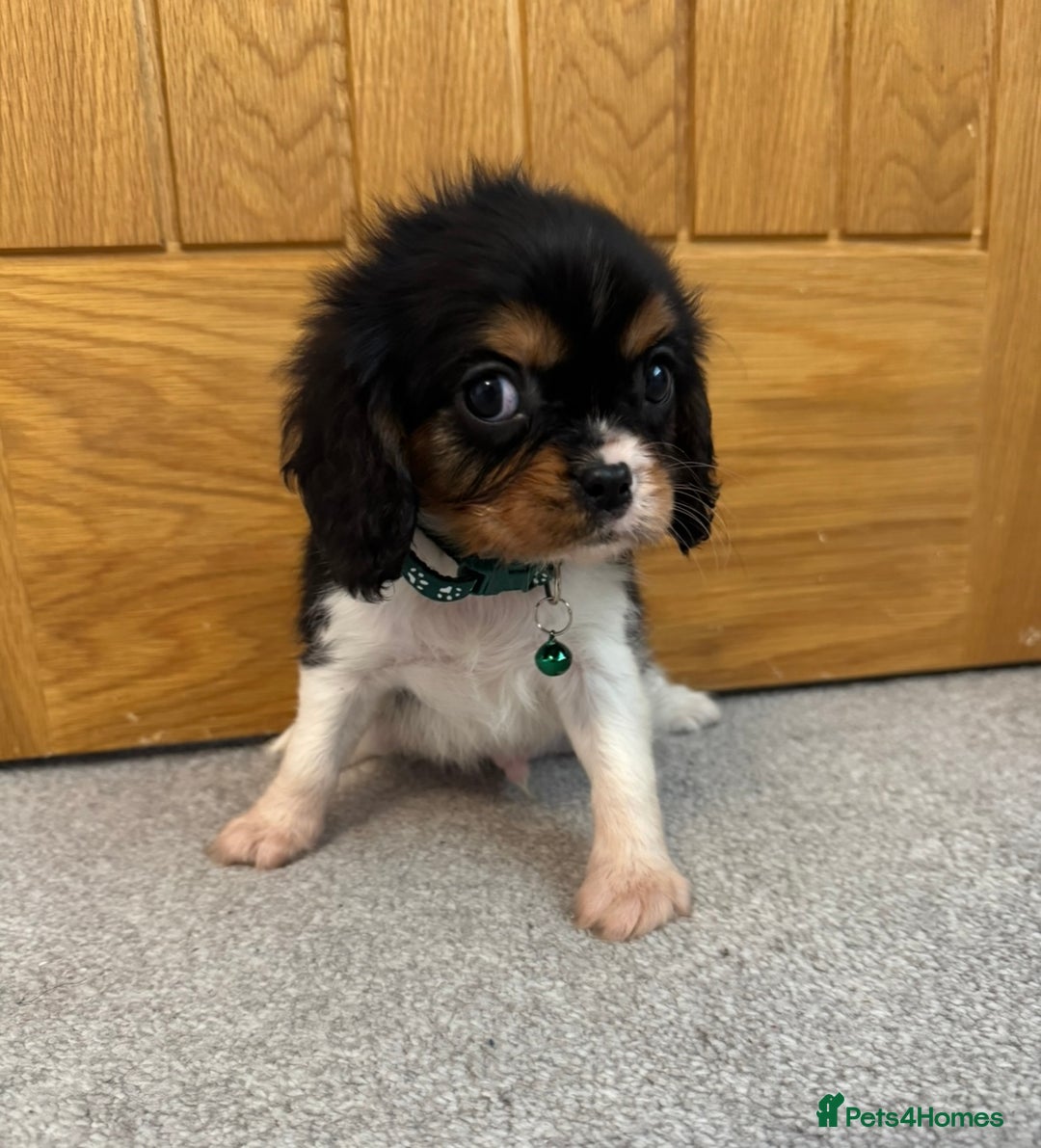 Cavalier King Charles Spaniel dogs for sale: Health tested cavalier King Charles  - Advert 17