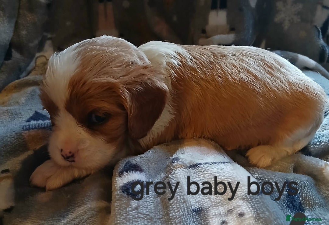 Cavalier King Charles Spaniel dogs for sale: DNA TESTED CAVALIER KING CHARLES  - Image 15
