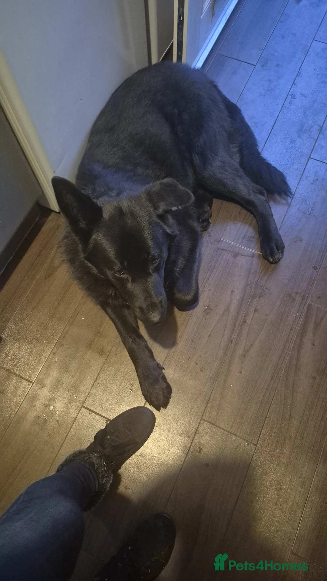 German Shepherd dogs for sale: Male black german shepard in Leamington Spa - Advert 2
