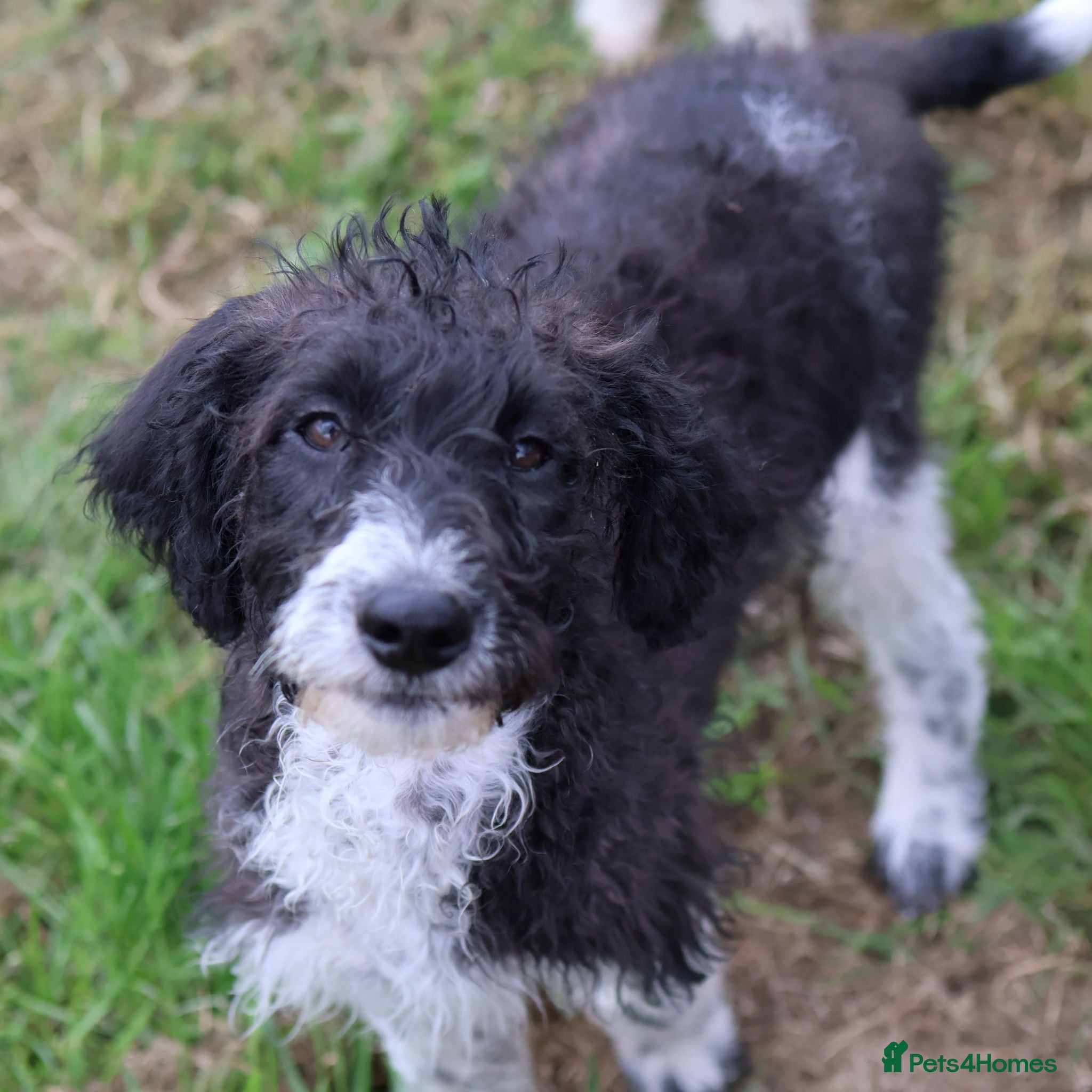 Labradoodle dogs A Better Start Fully Vaccinated Manners HomeRaised - Advert 16