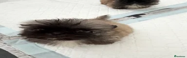 Pekingese Puppy 1