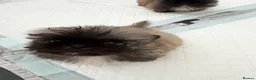 Pekingese dogs for sale: Kc sable Blk mask Pekingnese Russian lines - Advert 21