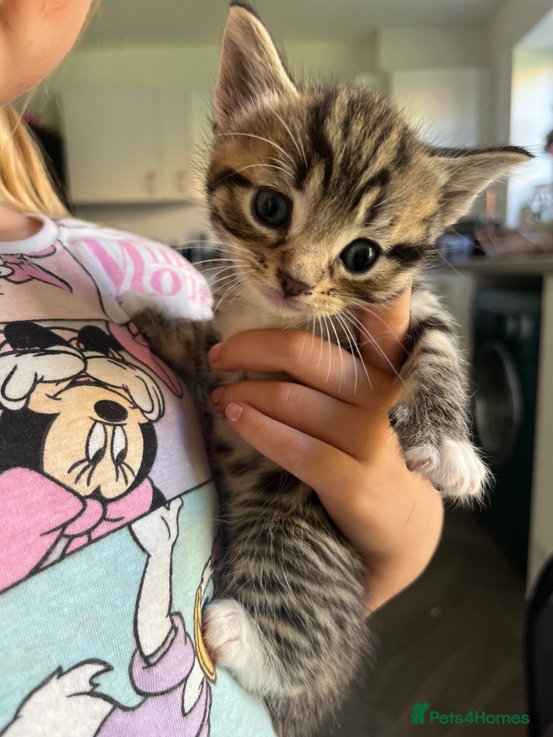 Mixed Breed cats for sale: 5 half Norwegian Forrest cats  - Image 1