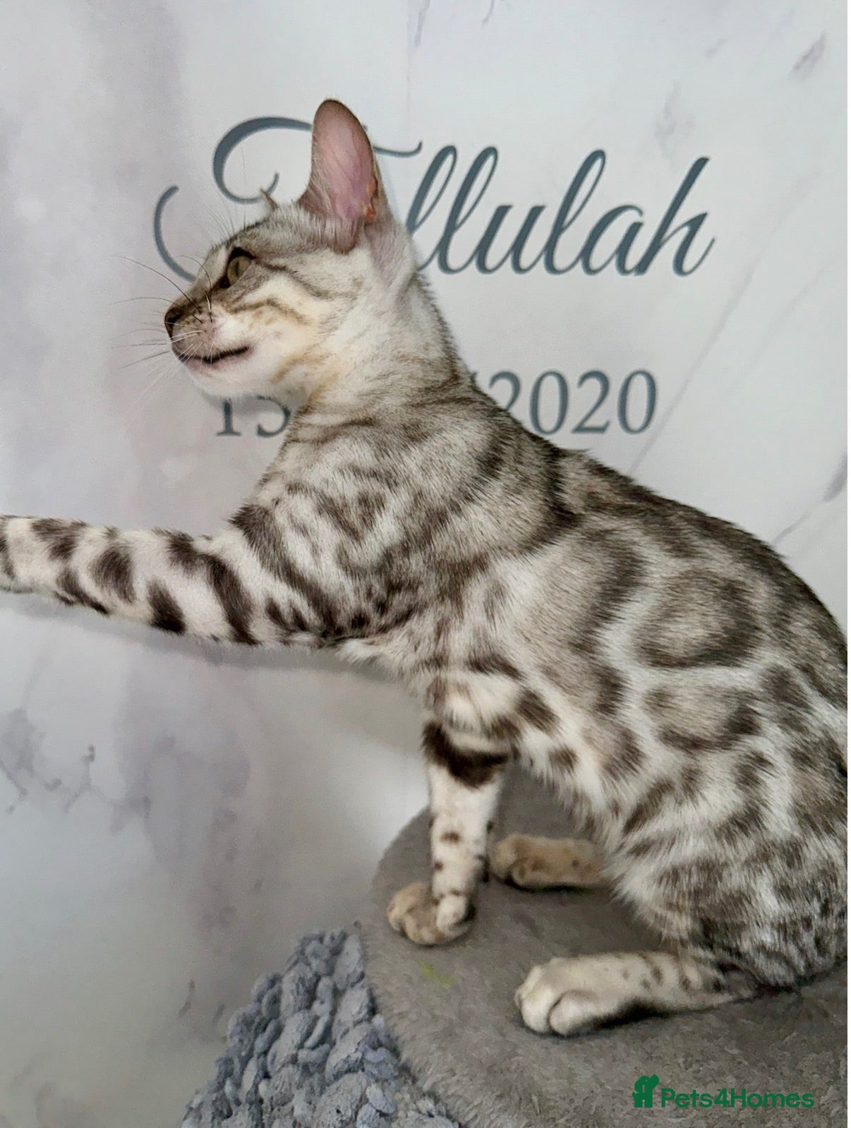 Bengal cats Stunning Silver Bengal Queen Registered, Active  - Advert 3