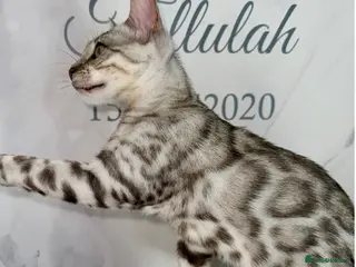 Bengal cats Stunning Silver Bengal Queen Registered, Active - Advert 3
