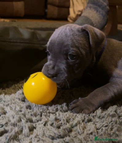 Staffordshire Bull Terrier dogs - Advert 3