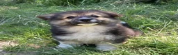 Welsh Corgi Pembroke dogs for sale: Super Freindly Welsh Pembroke Corgi - Advert 7