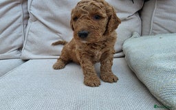 Goldendoodle dogs for sale: Beautiful F1B Goldendoodle Puppies DNA tested - Image 8
