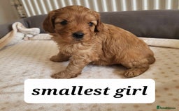 Cavapoo dogs for sale: QUALITY F1 CAVAPOO PUPS - HEALTH TESTED - Image 9