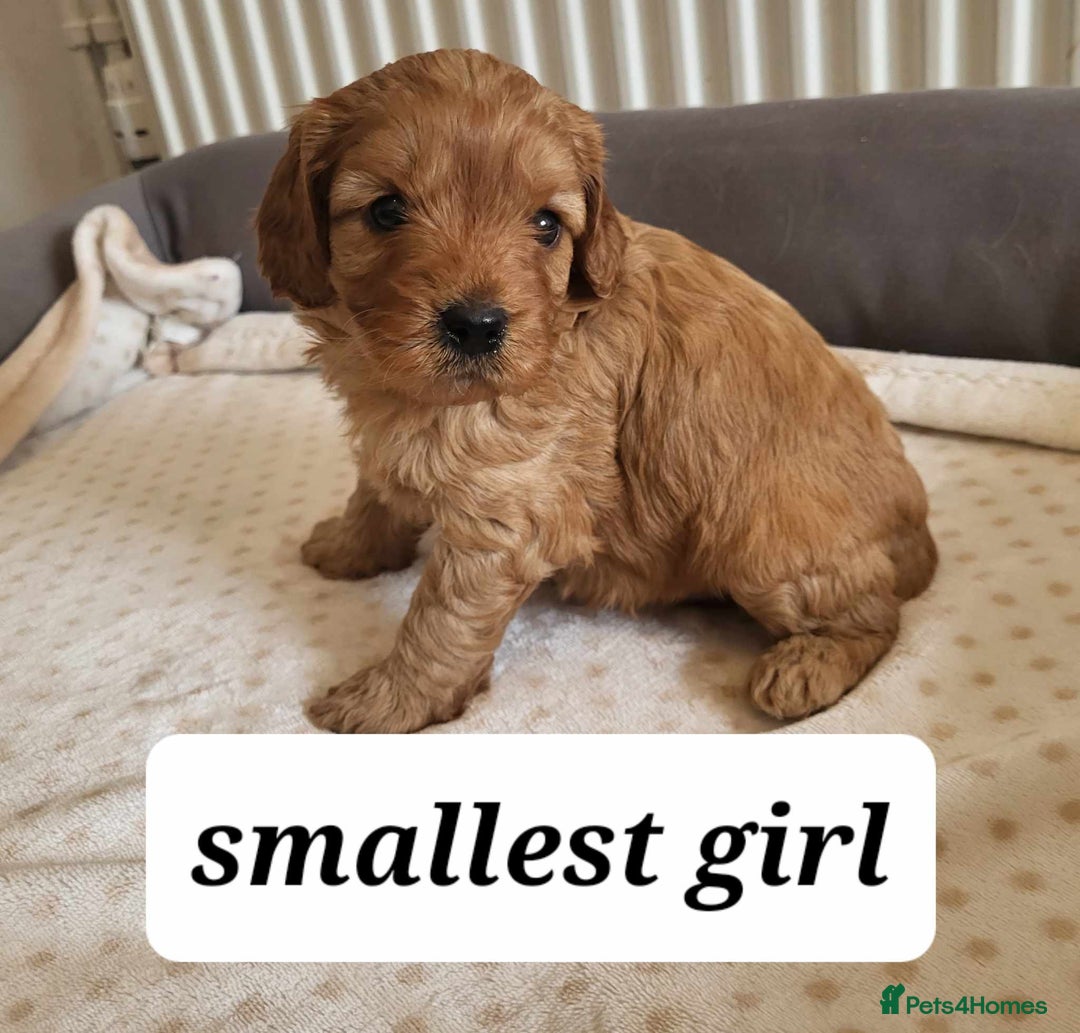 Cavapoo dogs for sale: QUALITY F1 CAVAPOO PUPS - HEALTH TESTED - Image 9