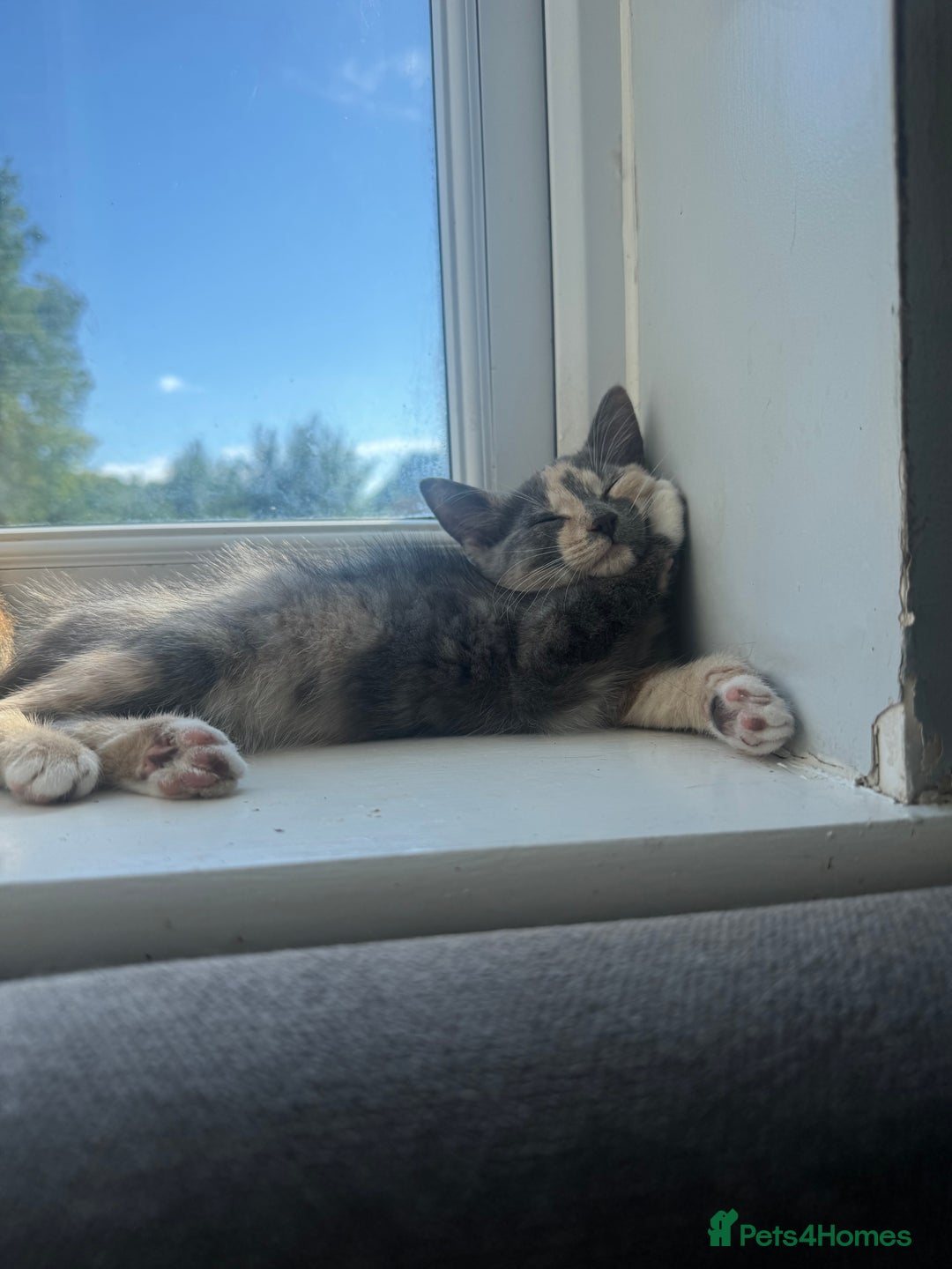 Domestic Shorthair cats for sale: 2 female cats  - Image 2