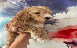 Labradoodle dogs for sale: Waiting List Mini and Medium Doodles - Image 26