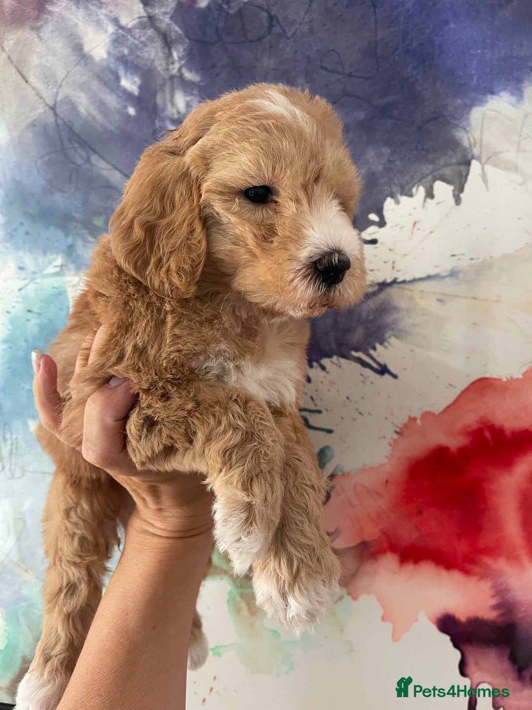 Labradoodle dogs for sale: Waiting List Mini and Medium Doodles - Image 26