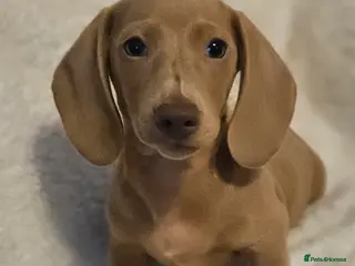 Miniature Dachshund dogs Ready to leave now kc miniature Dachshund puppies - Advert 3