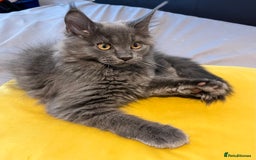 Maine Coon cats for sale: GCCF active / domestic Maine Coon  - Image 33