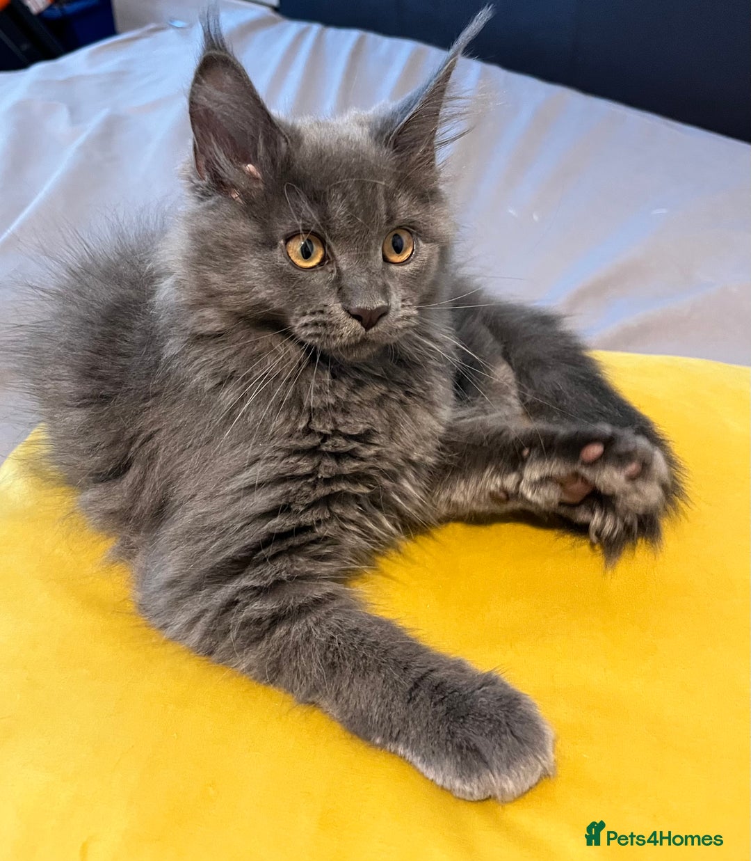 Maine Coon cats for sale: GCCF active / domestic Maine Coon  - Image 33