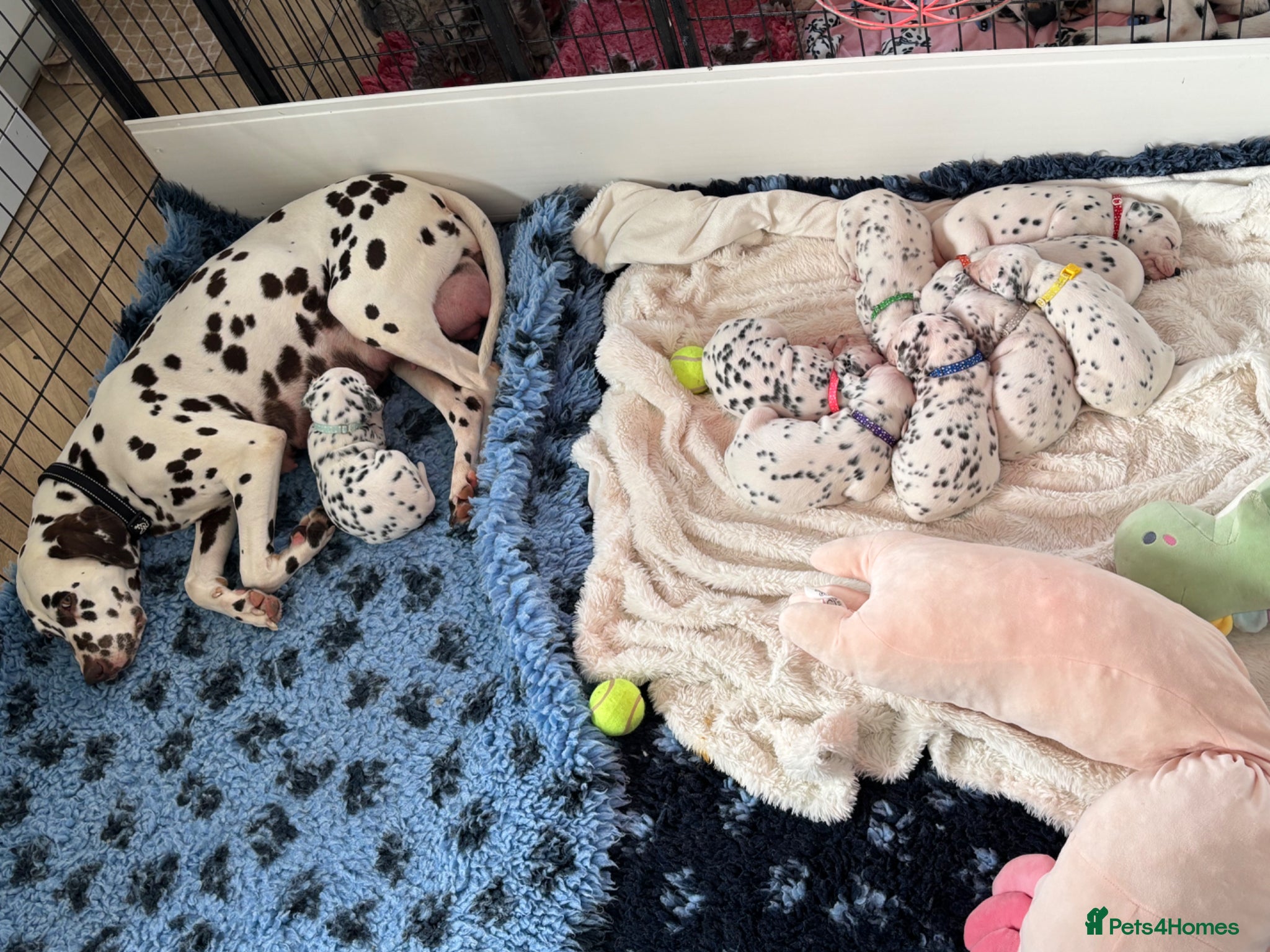 Dalmatian dogs KEEKEEDAL BOYS. Est 14yrs.  - Advert 1