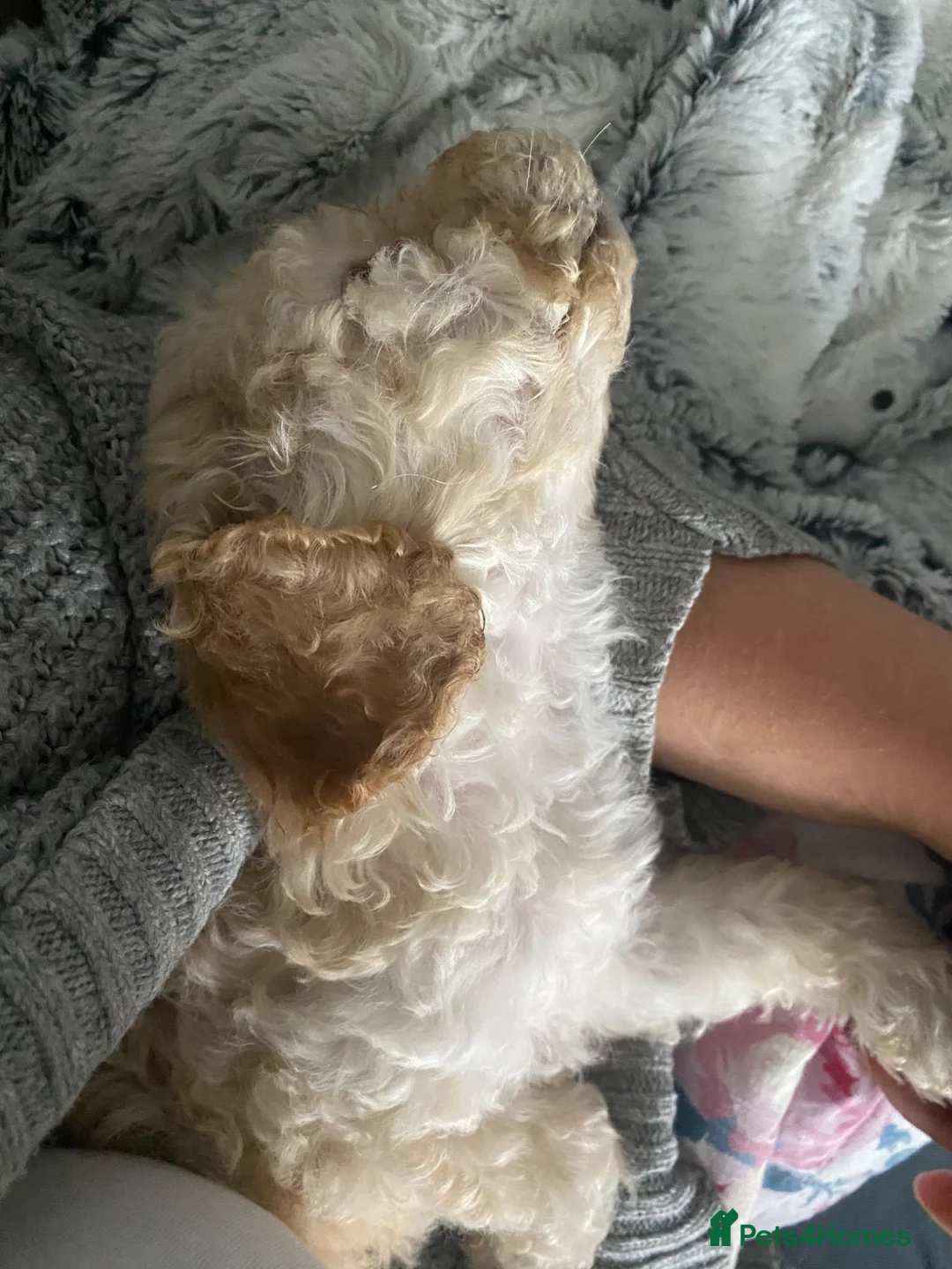 Cockapoo dogs for sale: Beautiful Luna - Advert 7