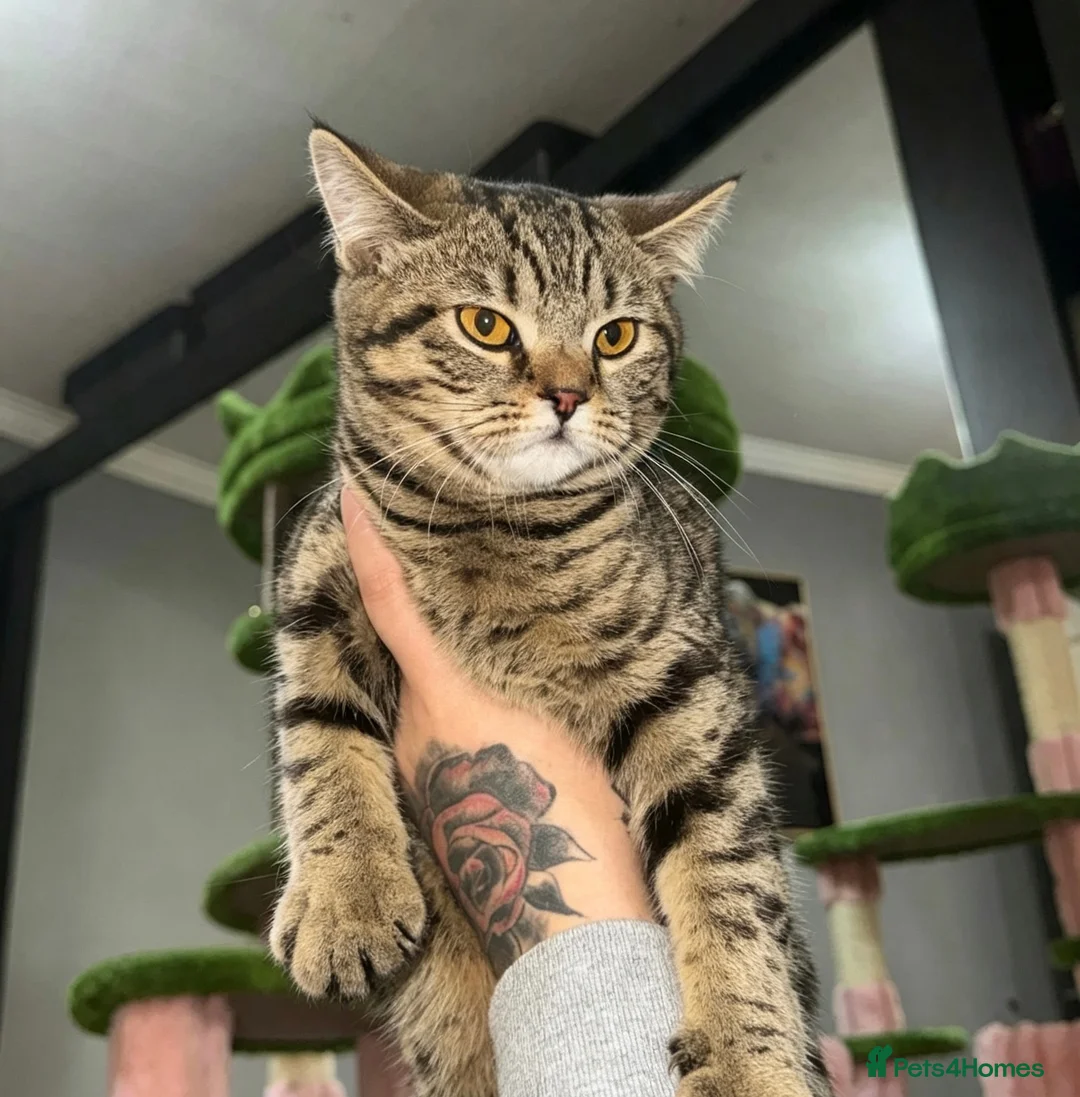 British Shorthair cats for sale: British Shorthair Female in Bradford - Advert 2