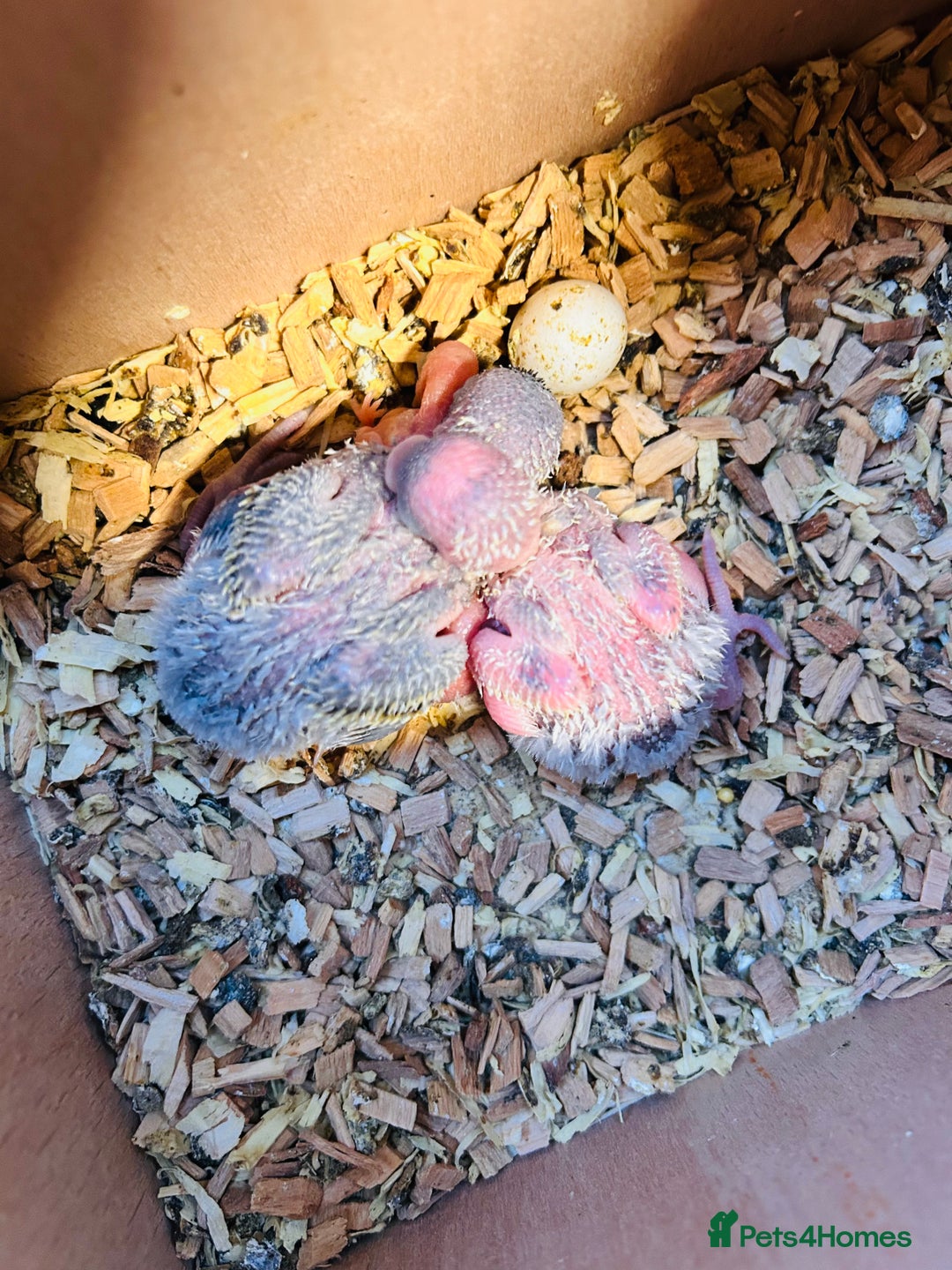 Budgerigars birds for sale: Adorable Handreared  baby budgies  - Advert 11