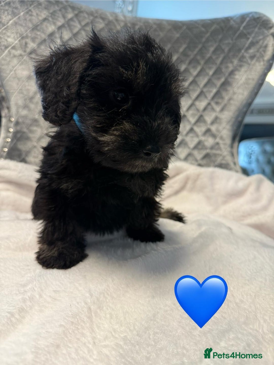 Schnoodle dogs for sale: Beautiful Schnoodle Puppies For Sale - Image 9