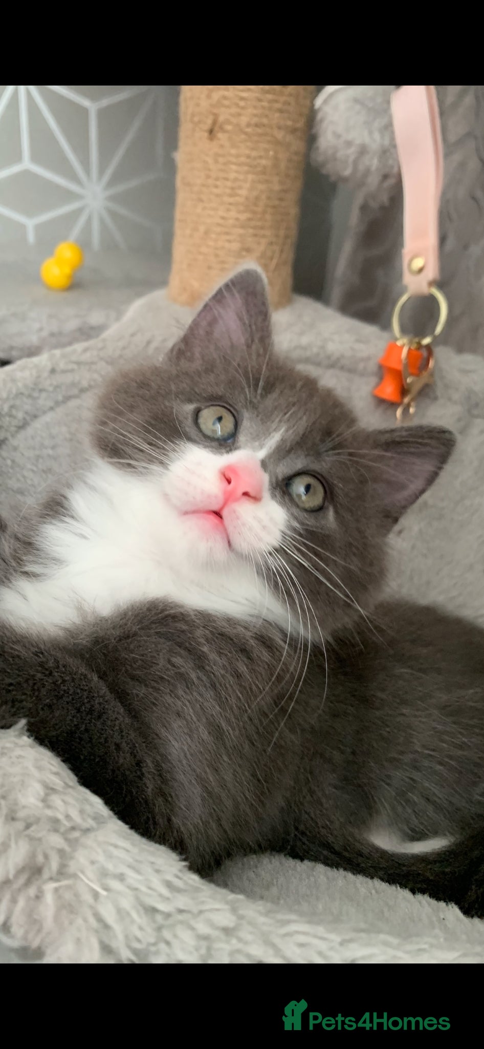 Mixed Breed cats Beautiful kittens looking for loving home. - Advert 2