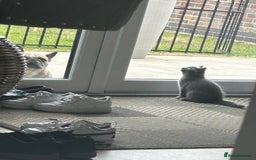 British Shorthair cats for sale: British shorthair  - Advert 2