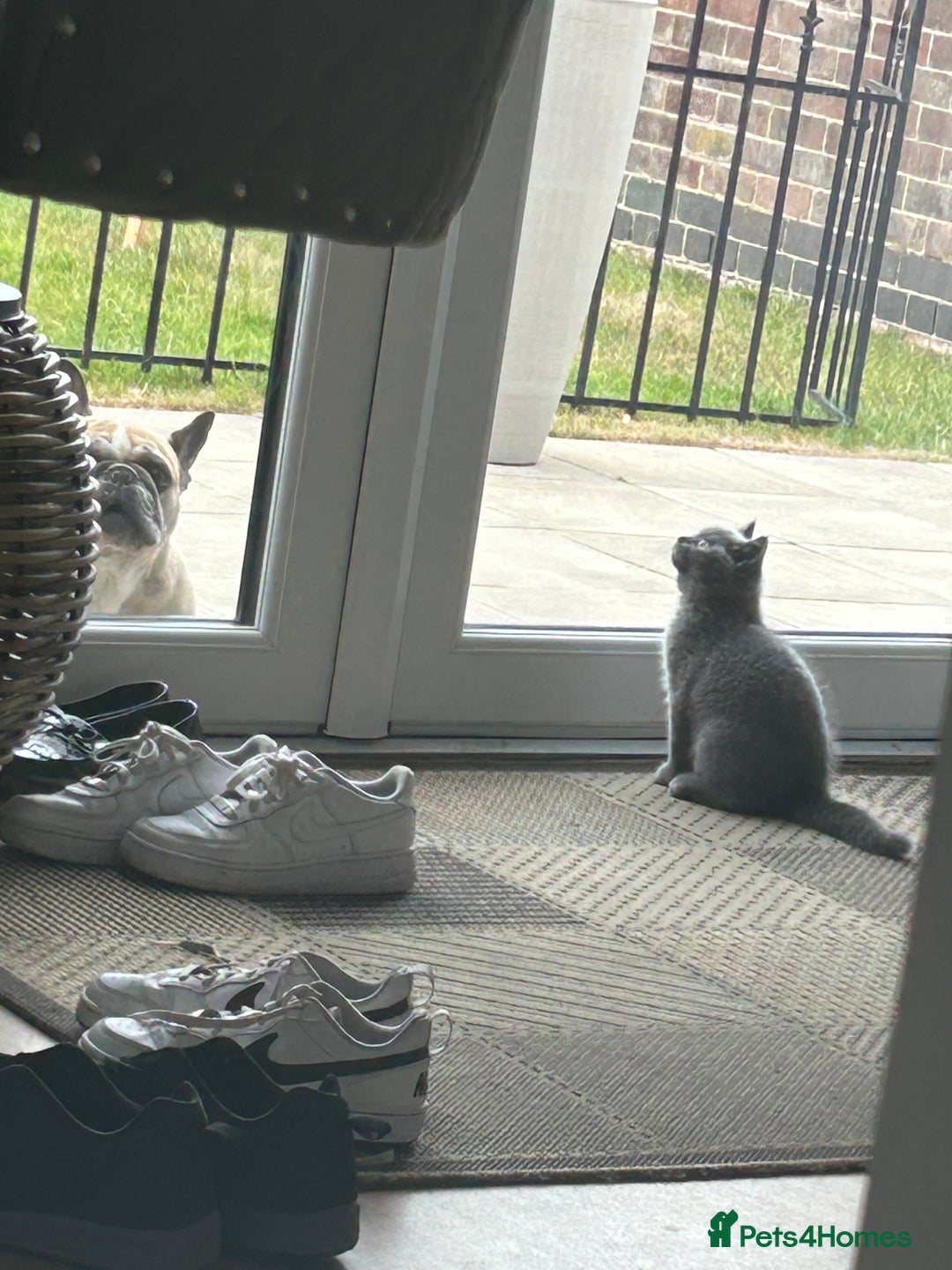 British Shorthair cats for sale: British shorthair  - Advert 2