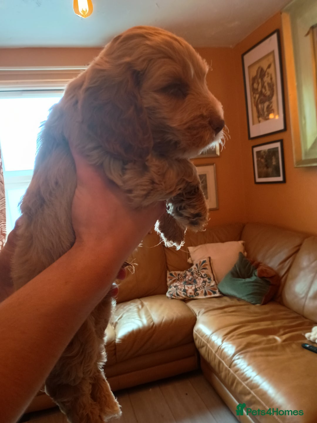 Cockapoo dogs for sale: Beautiful Cockapoo Pups  - Image 15