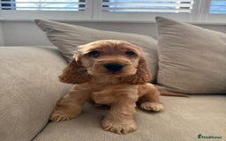 Cocker Spaniel dogs for sale: GOLDEN SHOW COCKER PUPPIES  - Image 31