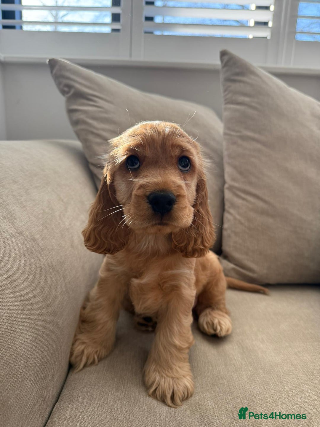 Cocker Spaniel dogs for sale: GOLDEN SHOW COCKER PUPPIES  - Image 31