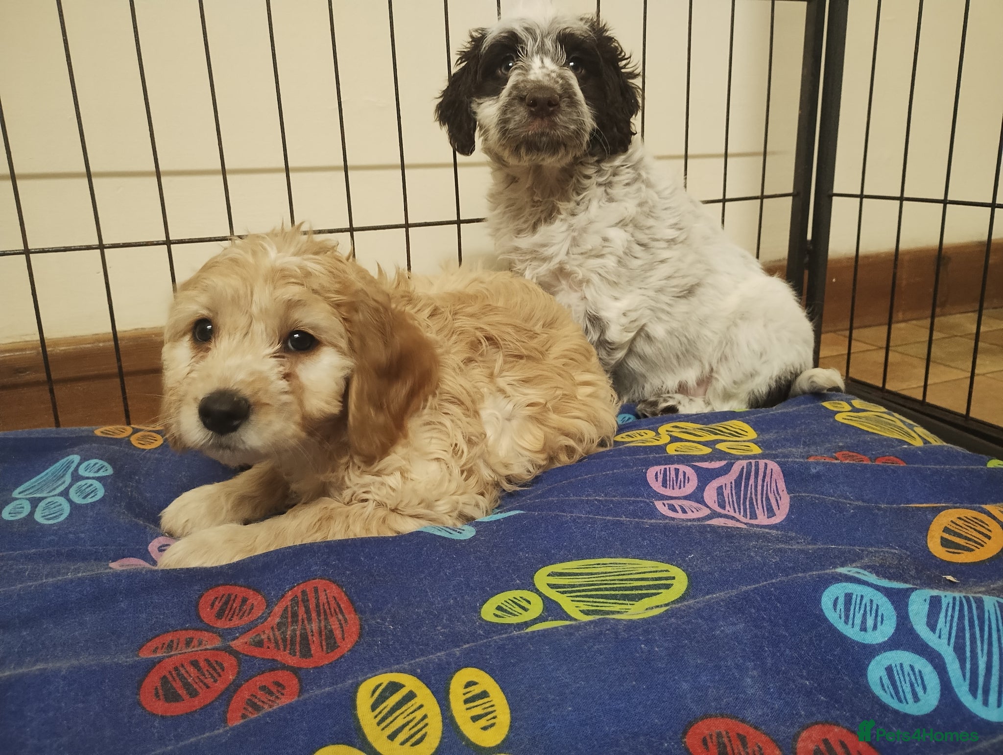 Cockapoo dogs Cockapoo Puppies F1  - Advert 15